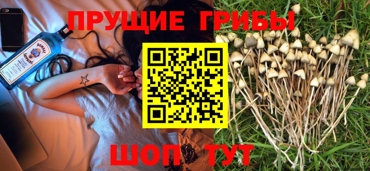 Псилоцибиновые грибы Magic Shrooms  Галлюциногенные грибы Cubensis  Вход с VPN  Сухой Лог 